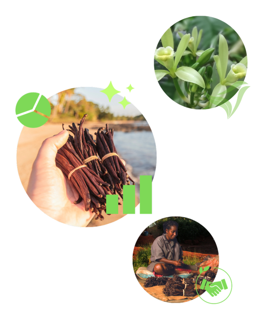 À propos de Vanilla Sourcing Group