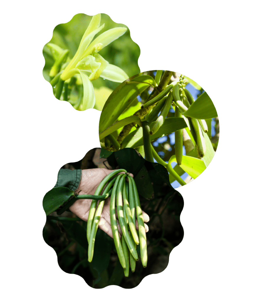 Cultivation de la vanille - Vanilla Sourcing Group
