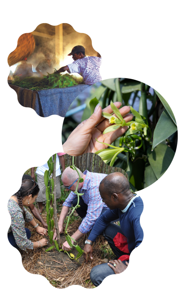 Qualité de la vanille - Vanilla Sourcing Group